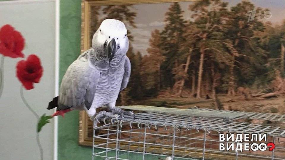 Пение и чириканье волнистых попугаев: слушать и смотреть видео