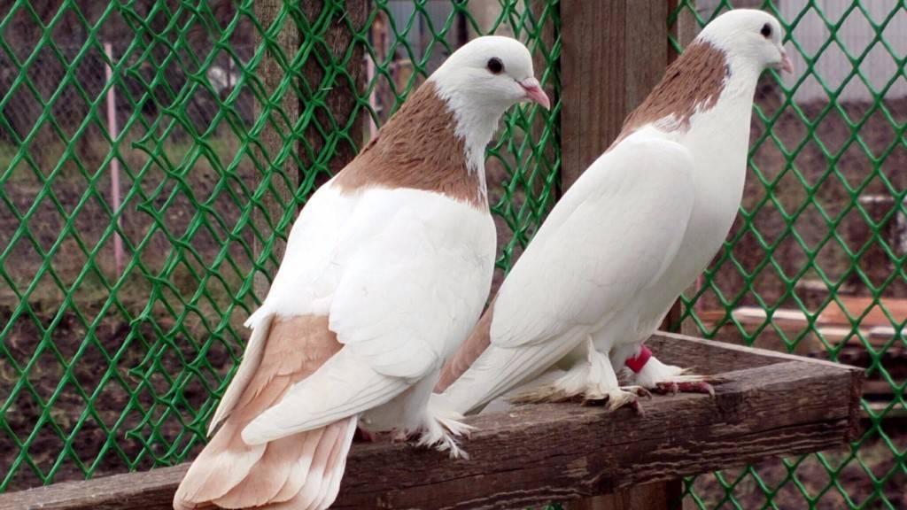 Бакинские бойные голуби: мраморные, широкохвостые и других виды бакинцев