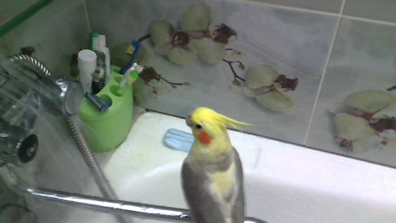 Купальня для волнистых попугаев: где и как купать попугайчика
