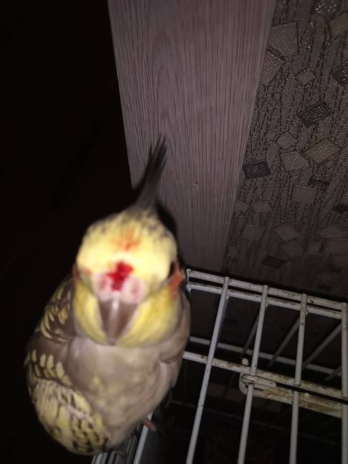 Почему попугай кусается