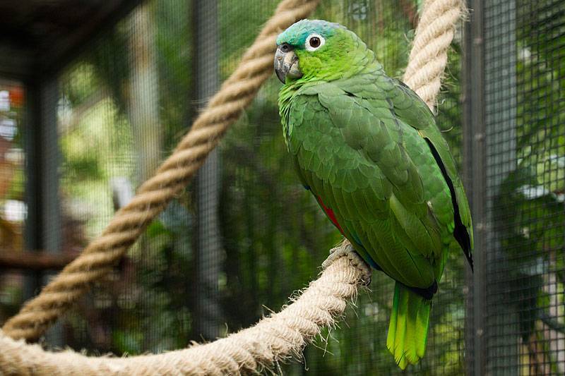 Амазонские попугаи - попугаеобразные | некоммерческий учебно-познавательный интернет-портал зоогалактика