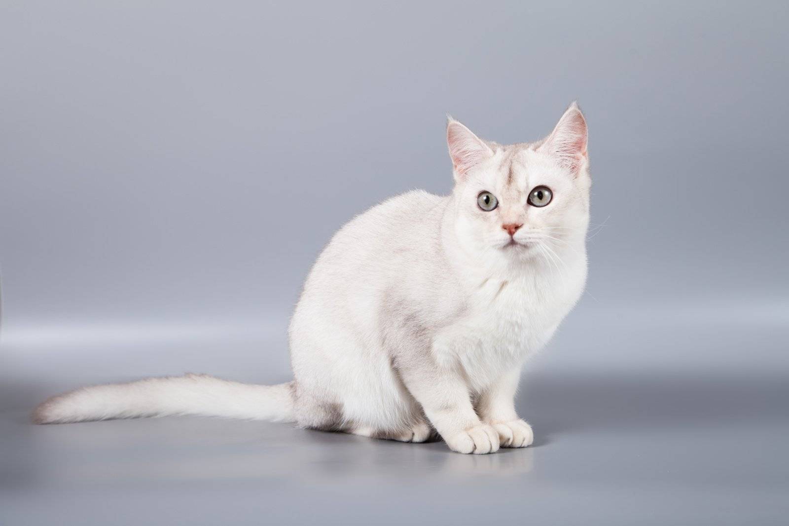 Бурмилла – кошка, покорившая всех своим взглядом