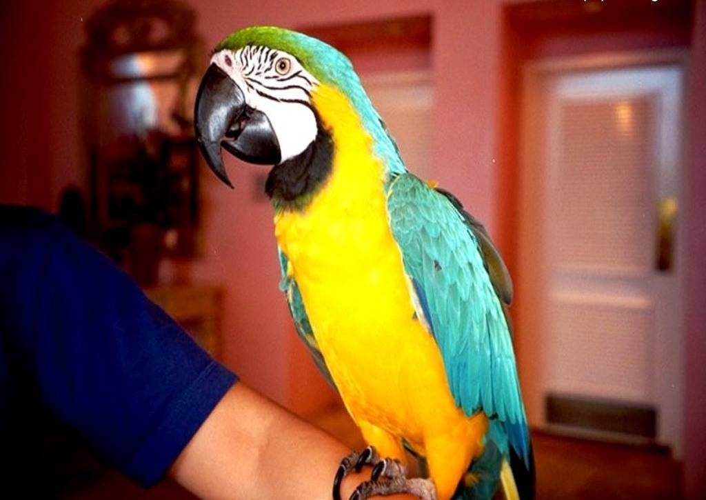 Виды говорящих попугаев или какие попугаи говорят лучше всех - (обновлено)
