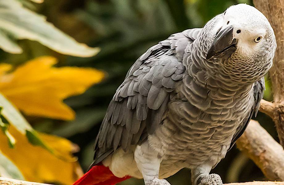 Самый умный попугай в мире: описание, название и особенности. какой вид попугаев наиболее вам подходит