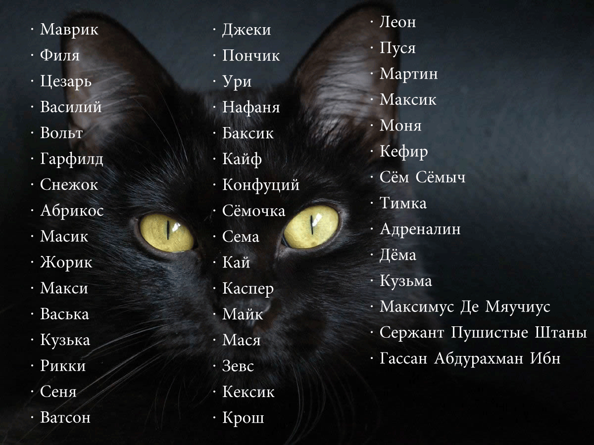 Как назвать черную кошку девочку и мальчика: 798 легких смешных имён на 2021 год