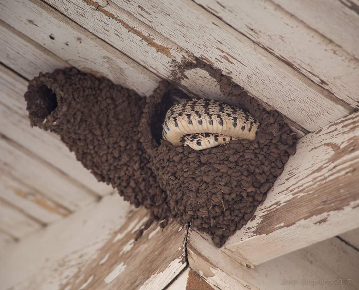 Как избавиться от соседских или диких пчёл: средства в стене дома, на даче, на участке