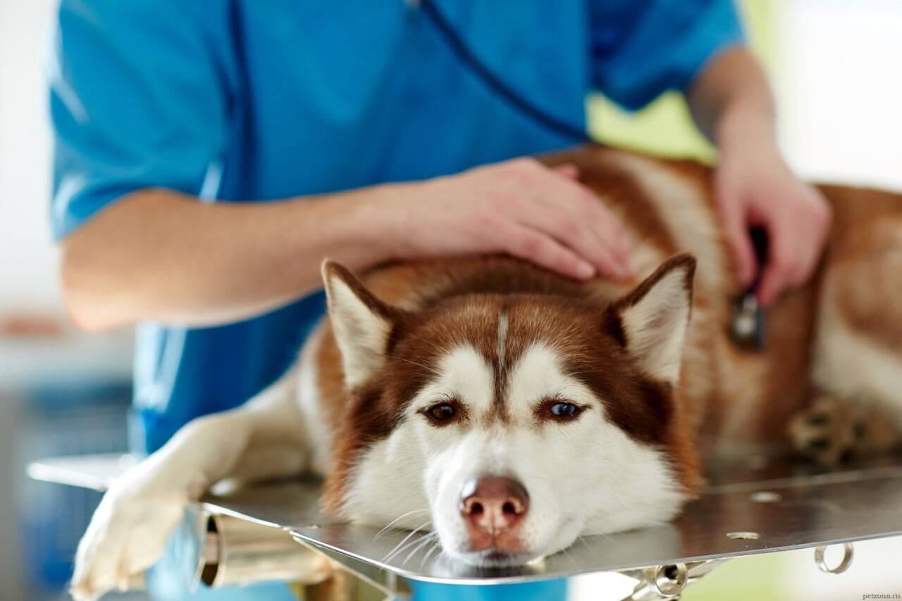 Сердечная недостаточность у собак: симптомы, диагностика и лечение | блог ветклиники "беланта"