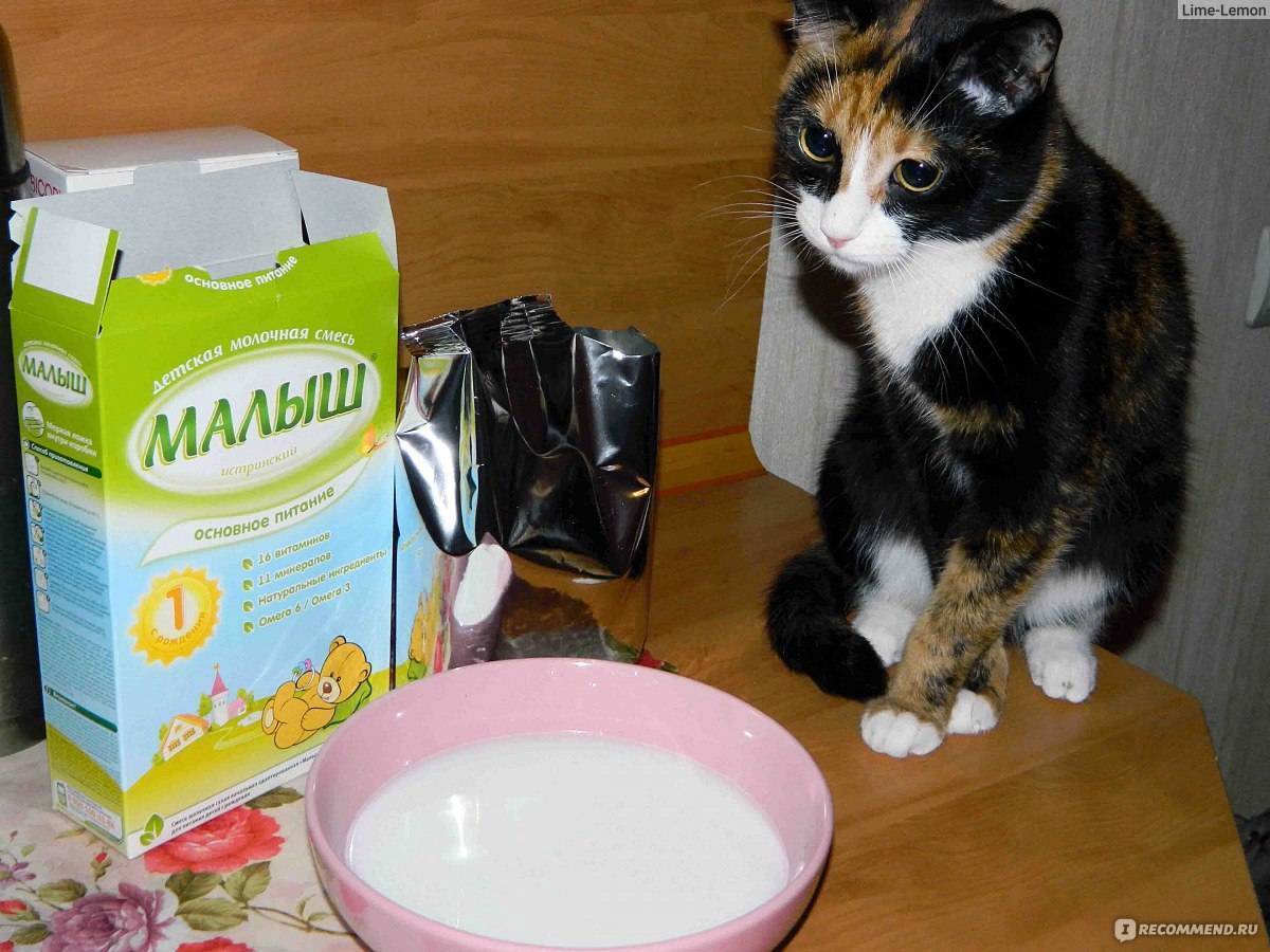Можно ли кошке молоко, сладкое, кефир, собачий корм, сырое мясо и другие продукты? | hill's pet