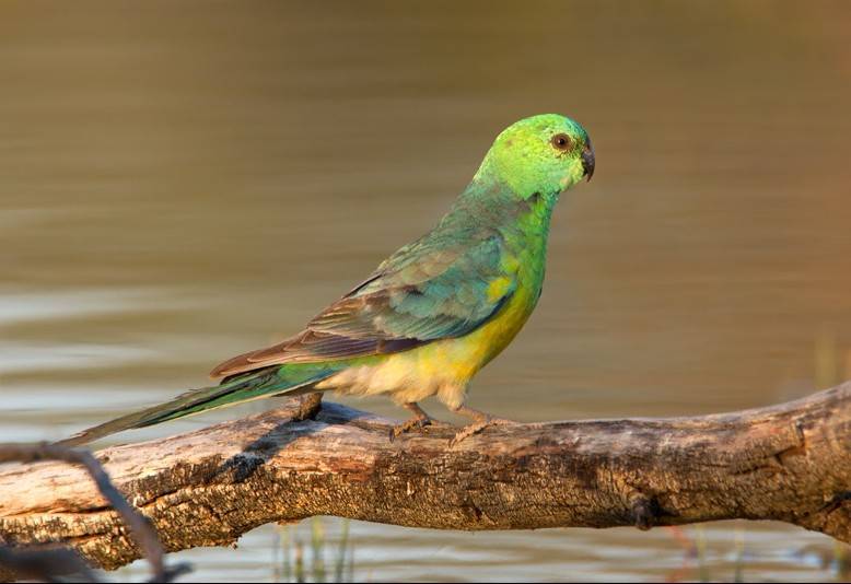Травяной попугай | описание, содержание, питание попугаев - kotiko.ru