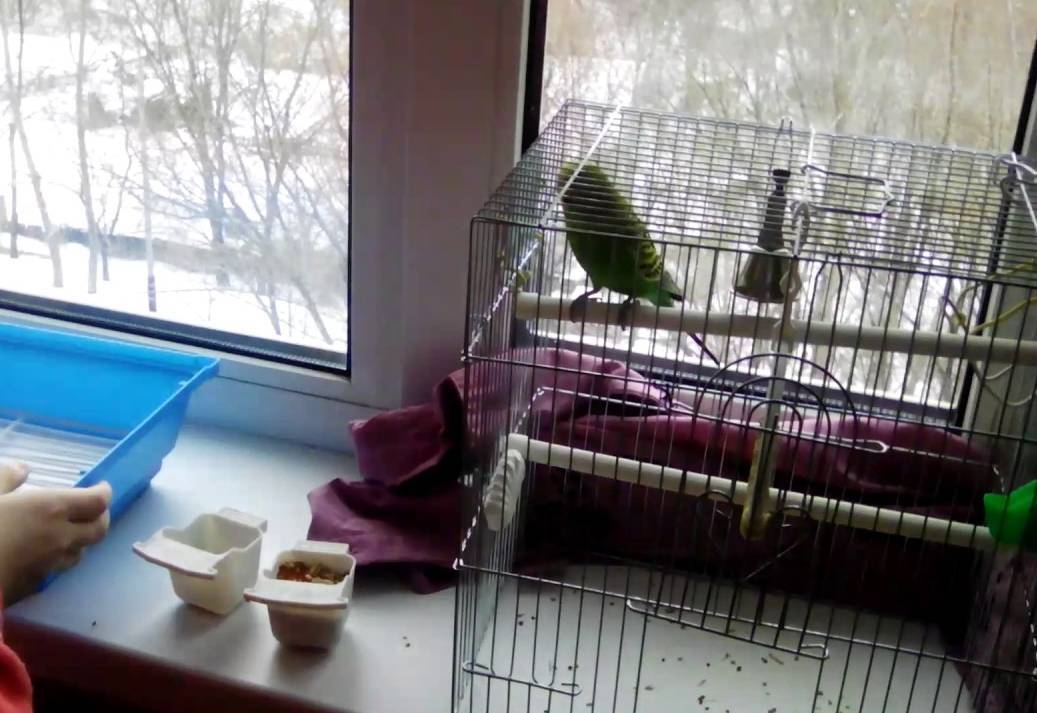 Как приучить попугая возвращаться в клетку после домашней прогулки