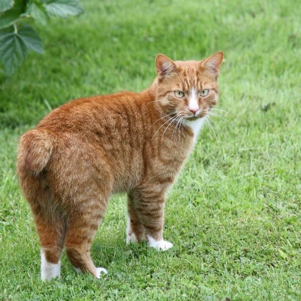Мэнская кошка (мэнкс), кошка без хвоста, описание породы