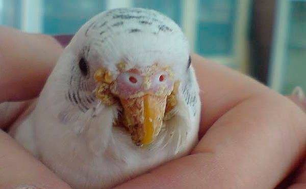 Опухолевые болезни у волнистых попугаев