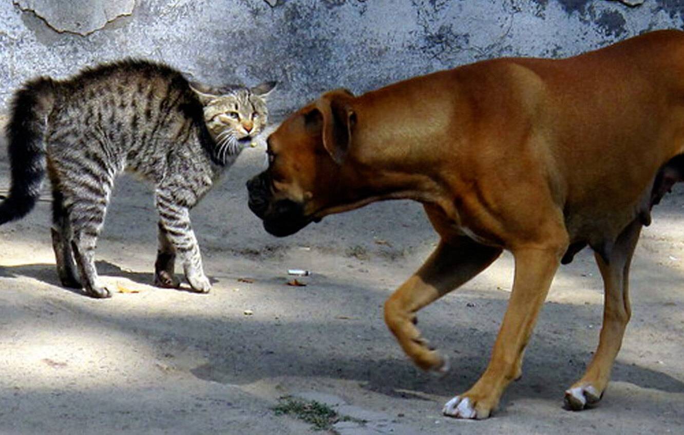 Кошка нападает на собаку. кто умнее — кошки или собаки?