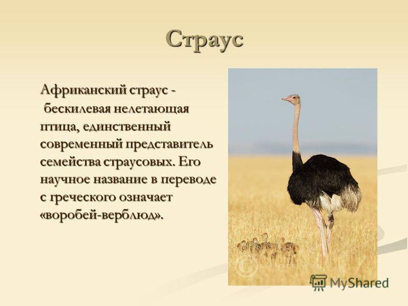 Виды и породы страусов: список, фото, описание