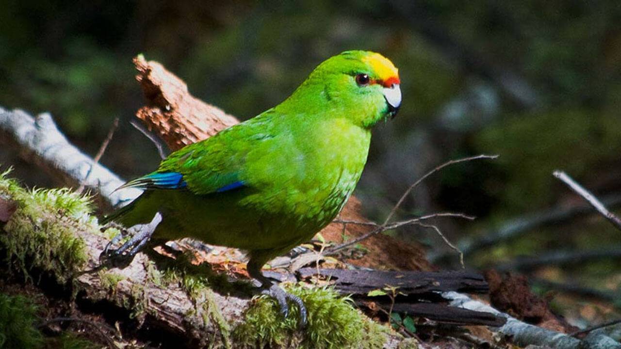 Попугаи какарики (новозеландские): описание, уход и разведение