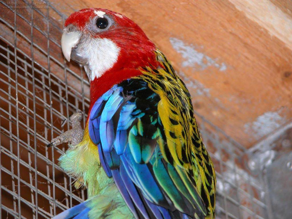 Попугай розелла – как правильно ухаживать за красивой птичкой