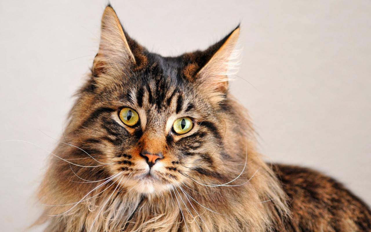Мейн-кун – величественная кошка с прекрасным характером: описание породы и как выглядят кошки породы +видео