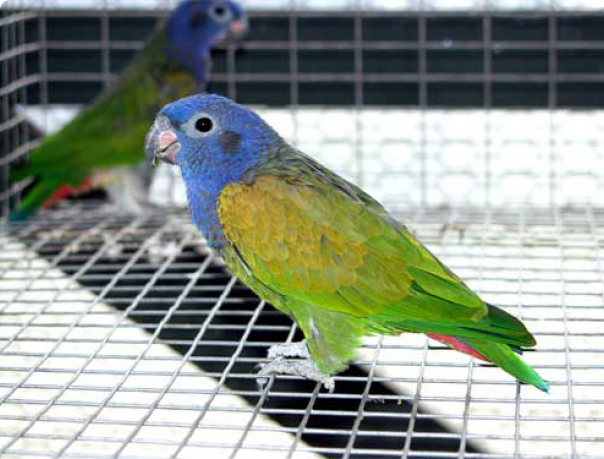 Ожереловый попугай: происхождение названия и виды пород