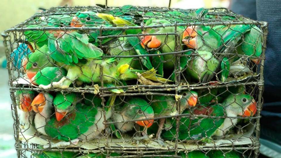 Гнездо для попугаев из пластиковой бутылки