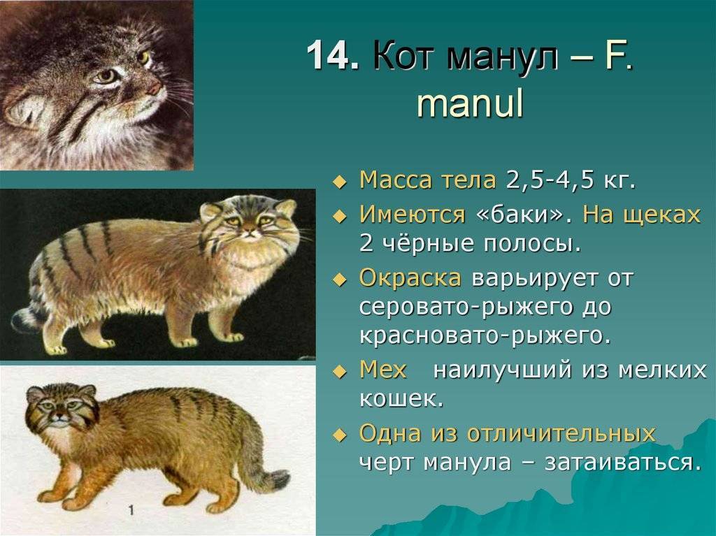 Манул: дикий степной охотник- среда обитания и красная книга россии +видео
