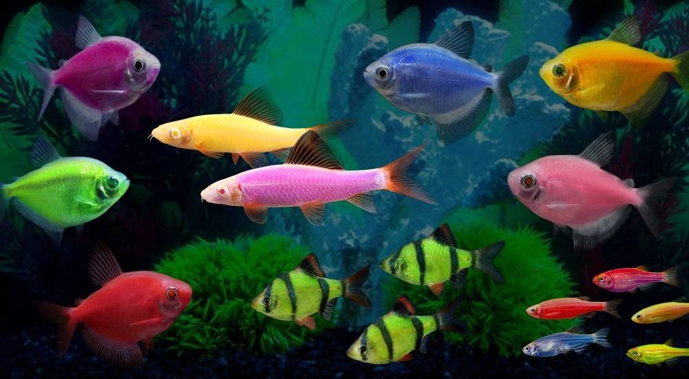 Данио цветные (флуоресцентные) (glofish) аквариумные рыбки