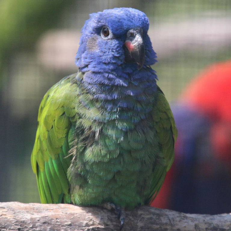 Синеголовый красногузый попугай - вики