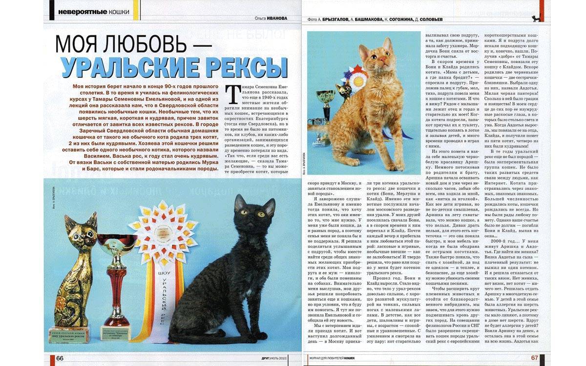 Уральский рекс: описание породы, фото кошки, отзывы владельцев, рекомендации по содержанию