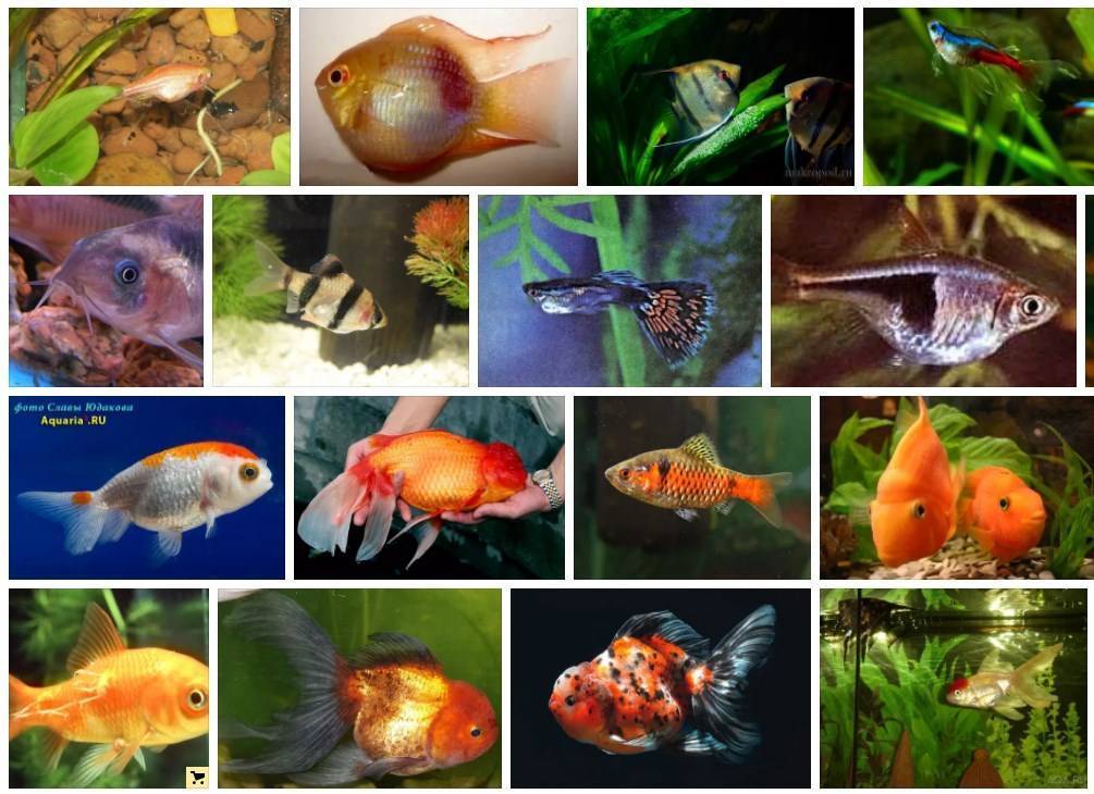 Живой корм для рыбок: виды, разведение в домашних условиях