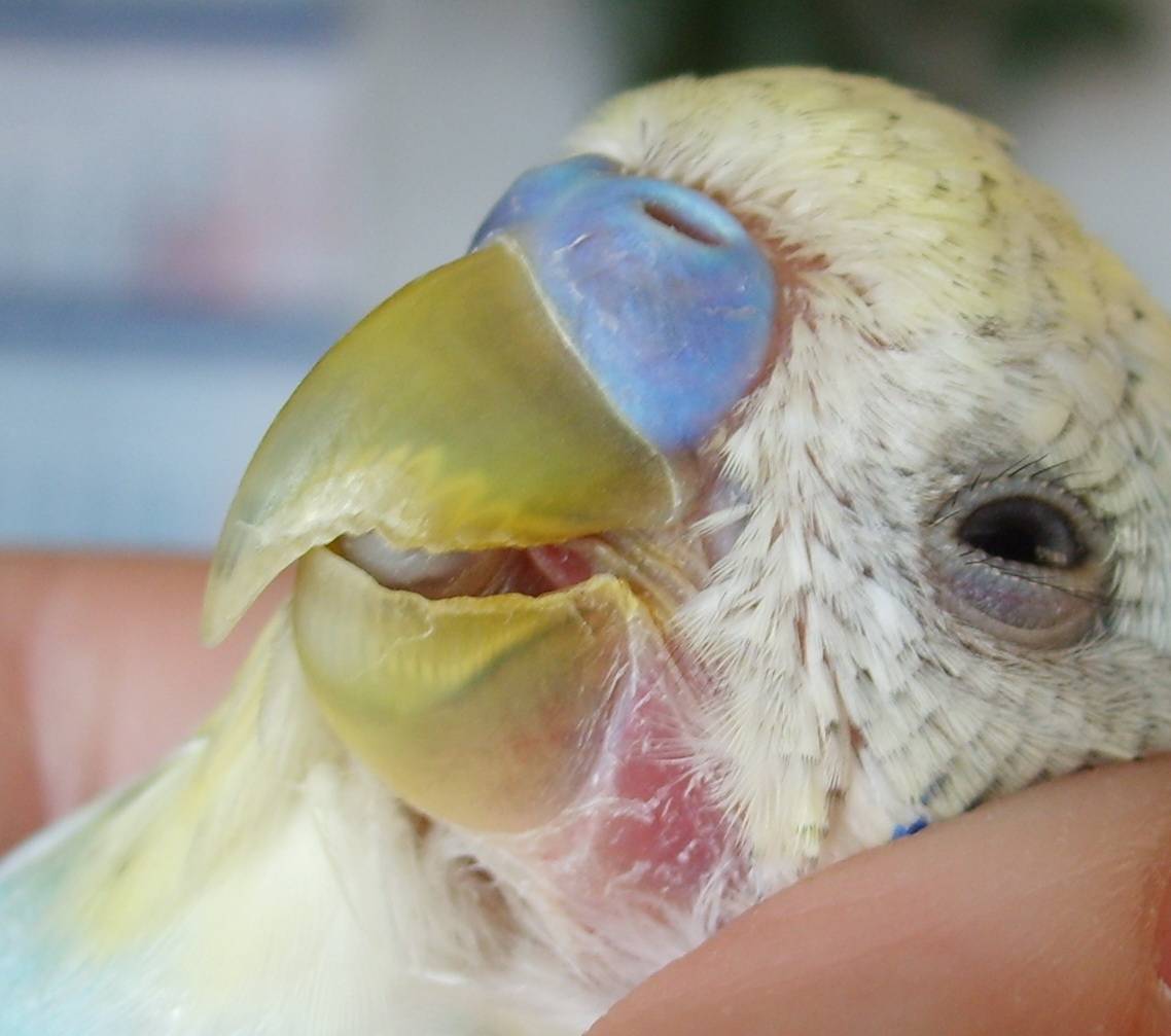 Болезни волнистых попугаев — симптомы и лечение