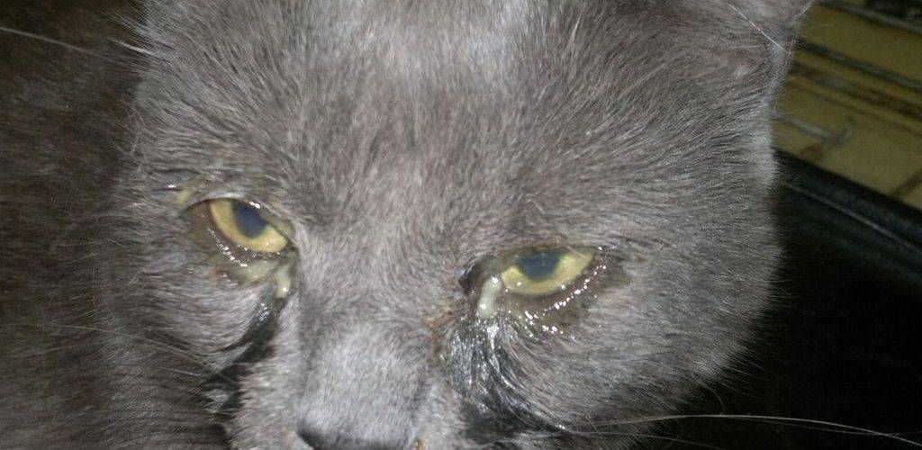 Конъюнктивит глаз у кошек: симптомы, лечение препаратами