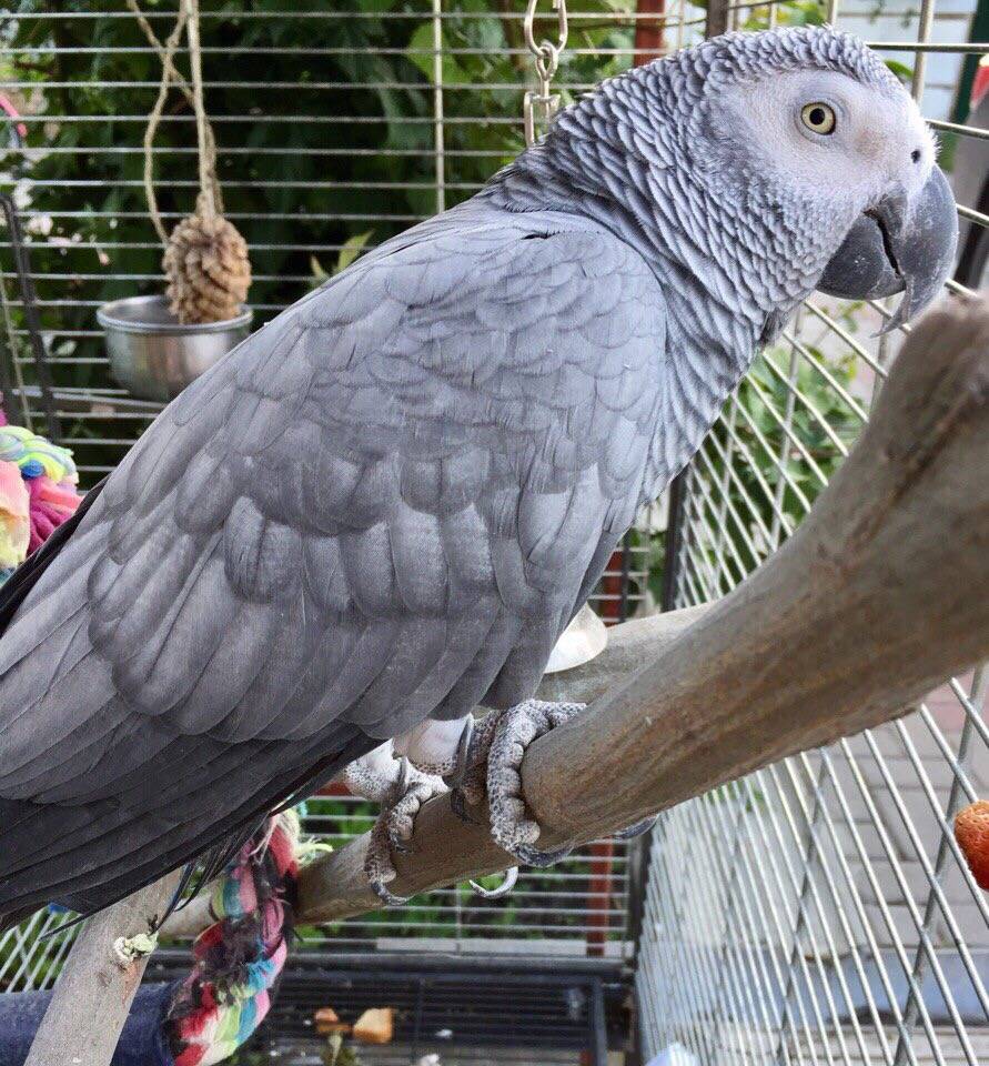 Самые большие попугаи в мире