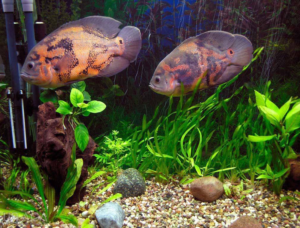 Описание астронотуса: содержание и уход, совместимость с другими рыбами в аквариуме