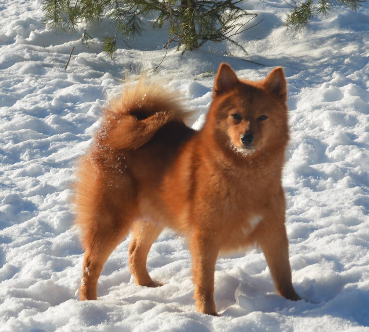 Карело-финская лайка (финский шпиц) — описание собаки с фото