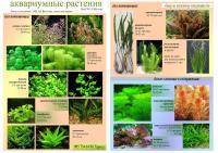 Аквариумные растения и водоросли неприхотливые к содержанию