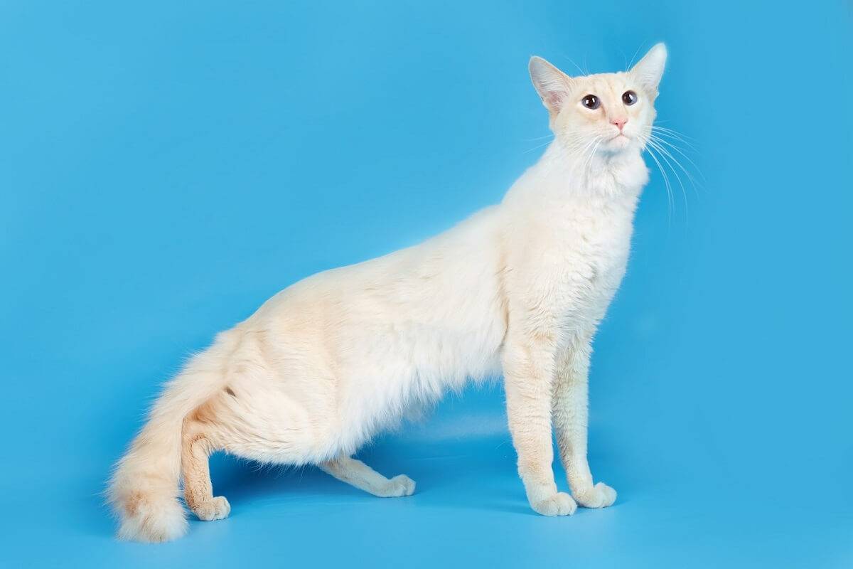 Ориентальная длинношерстная кошка: фото, описание, характер ориентальной кошки