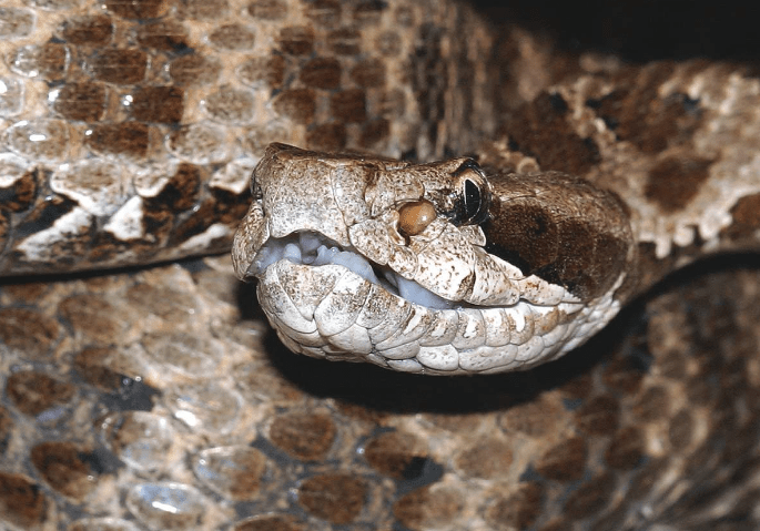 Щитомордник змея. описание, особенности, виды, образ жизни и среда обитания щитомордника