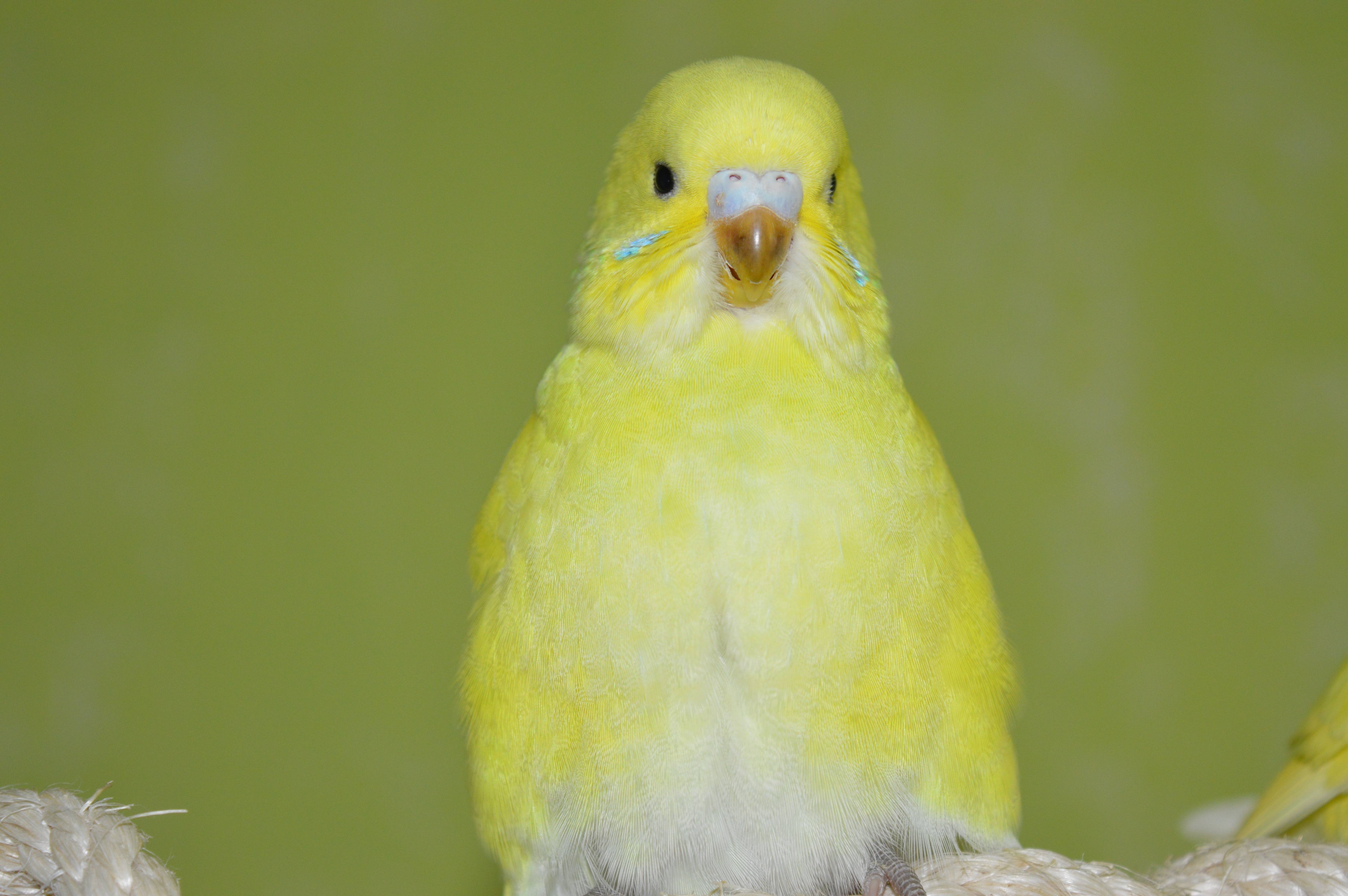 Желтый волнистый попугай, фото лютино