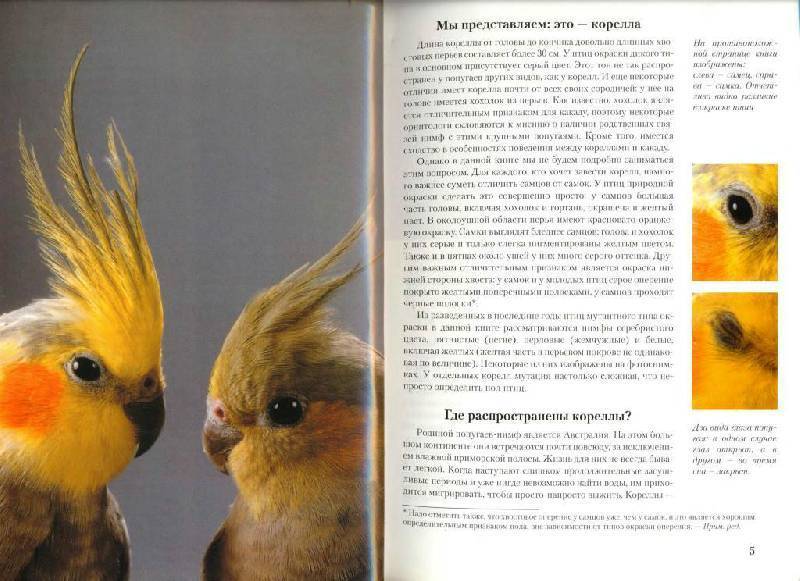Попугай корелла: описание, ареал обитания, образ жизни, размножение