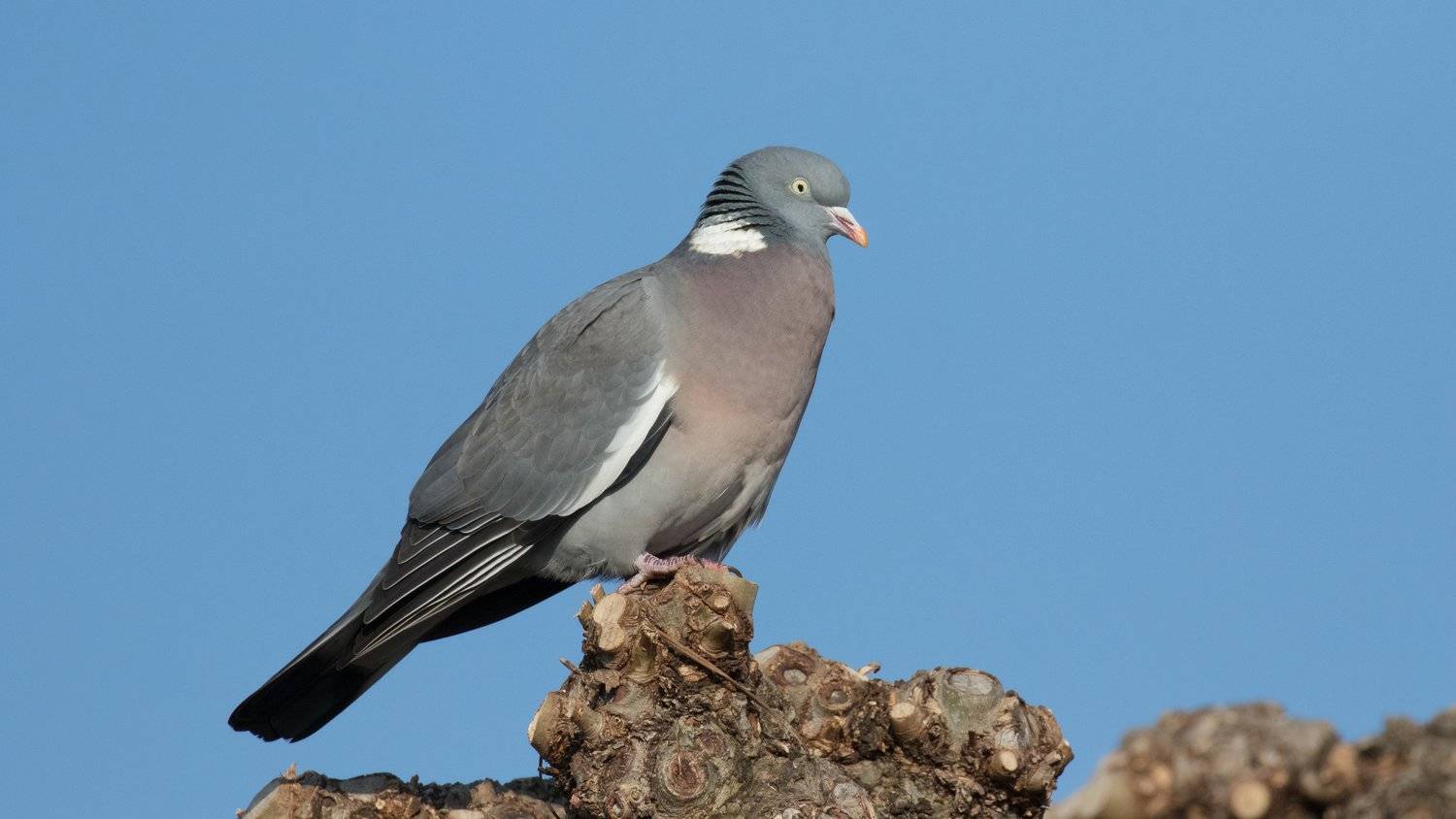 Благородный дикий голубь: его разновидности, особенности и места обитания