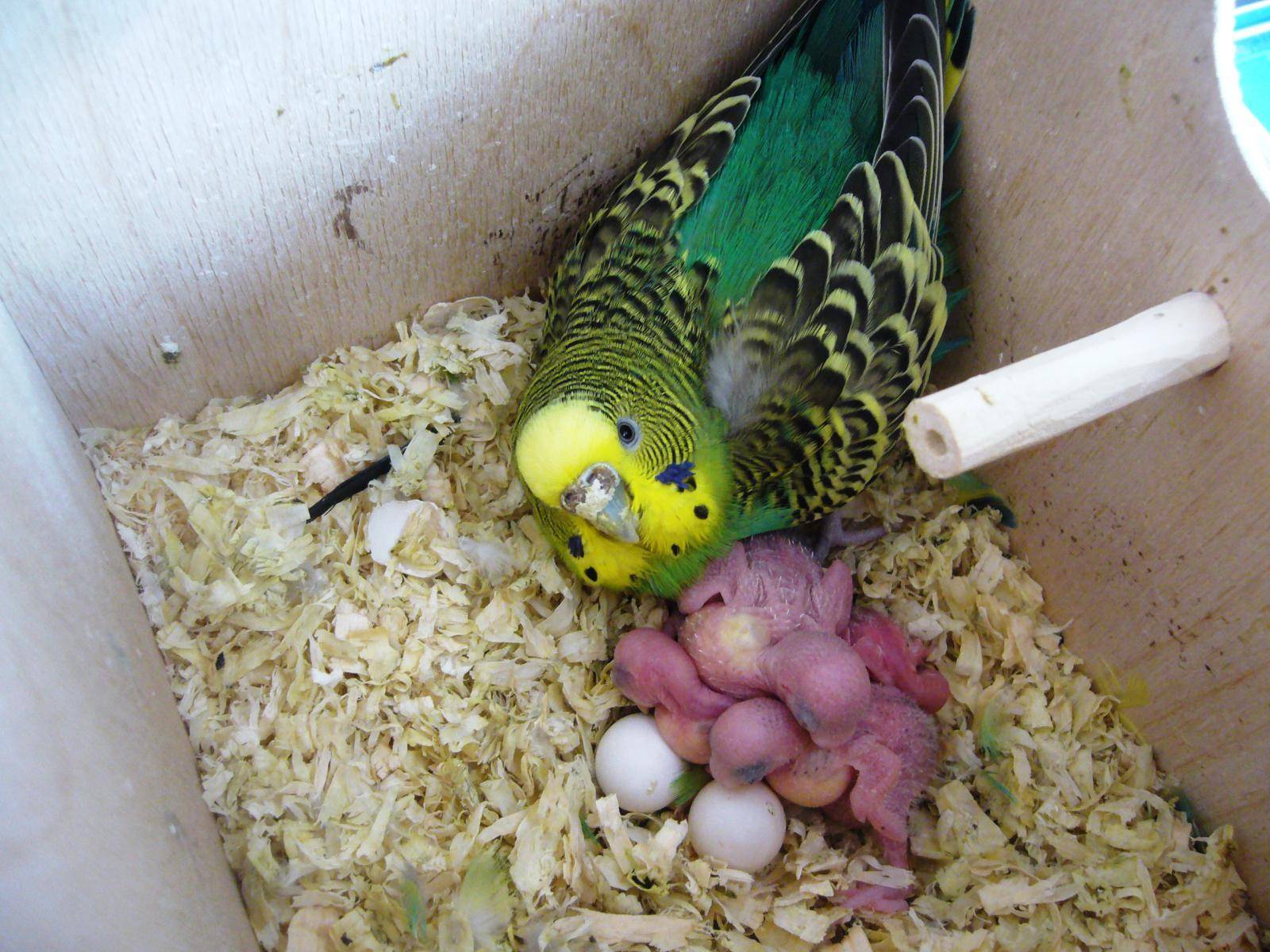 Как выкормить птенцов попугаев - рецепты смесей, рекомендации