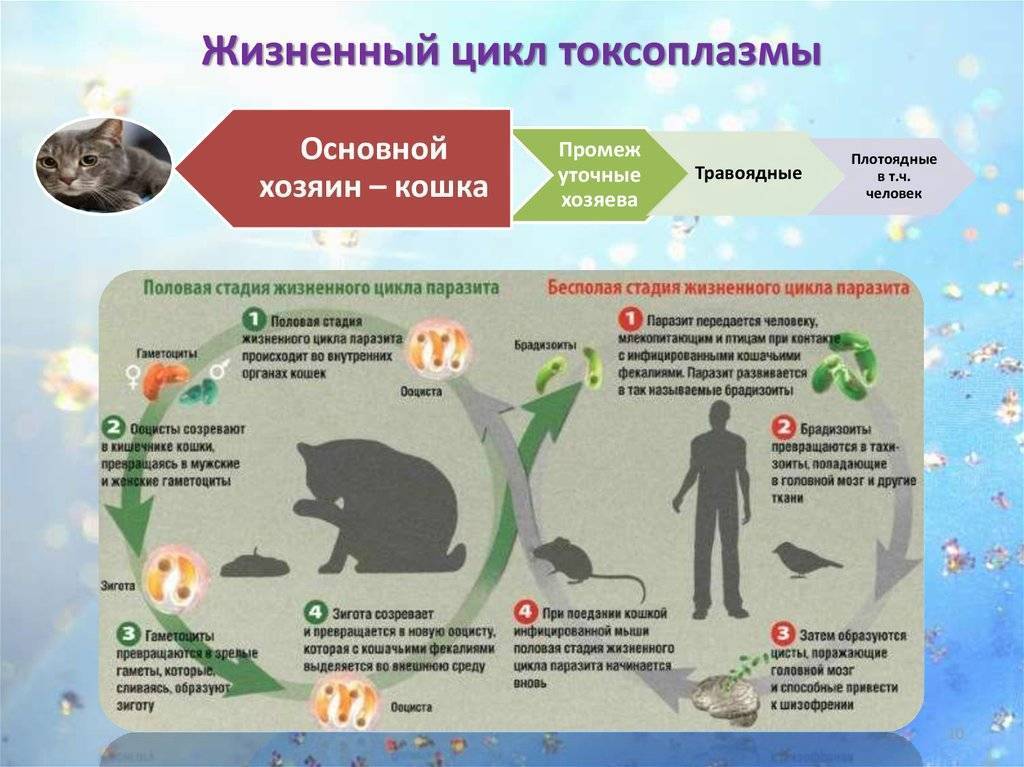 Токсоплазмоз у кошек: симптомы, лечение, профилактика  - mimer.ru