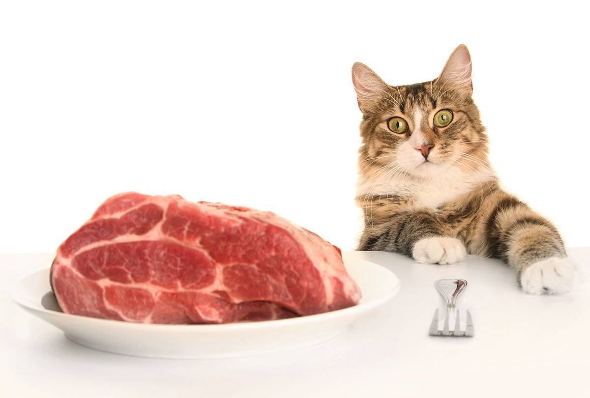 Какой едой правильно кормить кошку- советы ветеринаров