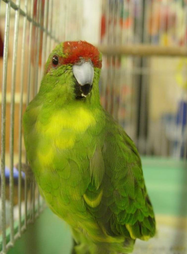 Какарик: описание породы попугая, фото, отзывы владельцев о новозеландской птице, содержание дома, особенности разведения, можно ли научить разговаривать
