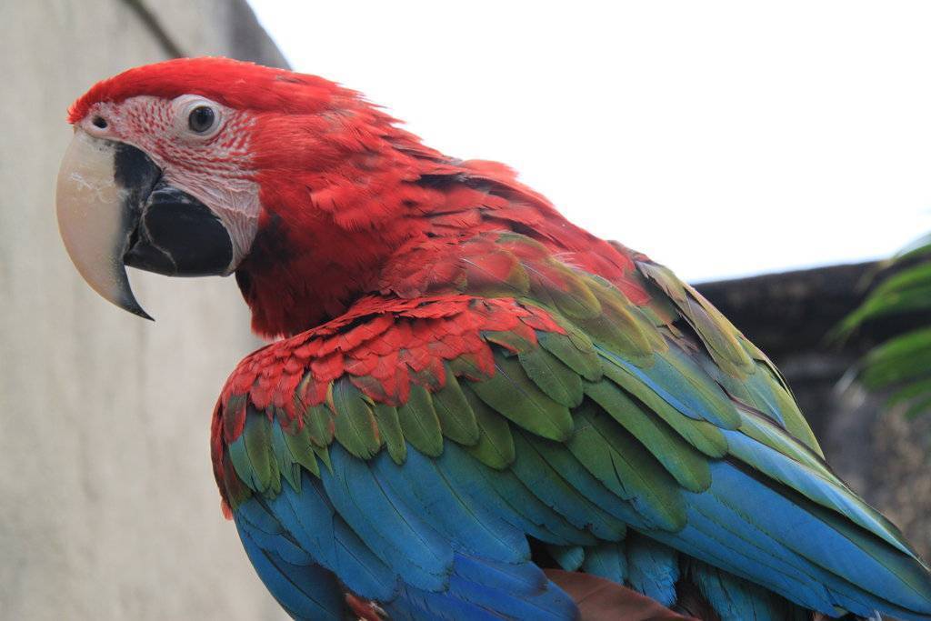 Говорящие попугаи: лучшие 8 пород, которые разговаривают
