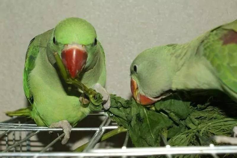 Александрийский попугай: описание, содержание, размножение