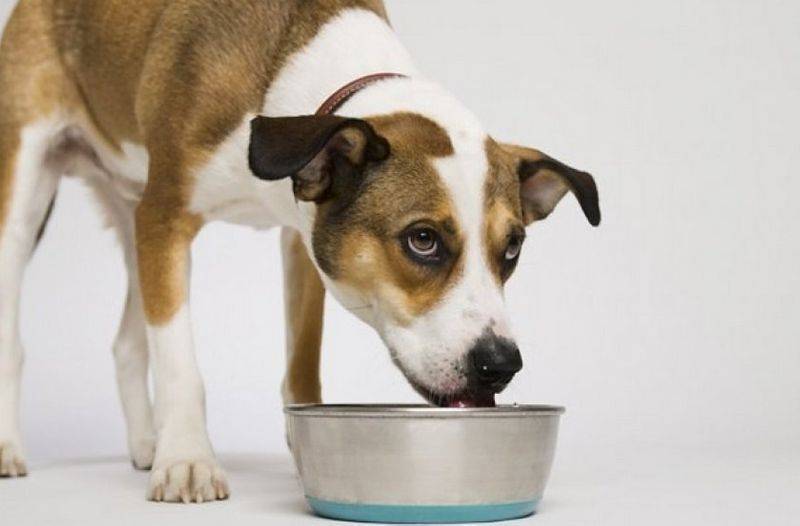 Сахарный диабет у собак: симптомы и лечение, диагностика и уход за больным псом