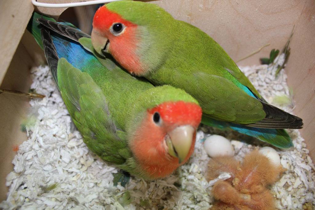 Чем кормить попугаев-неразлучников в домашних условиях