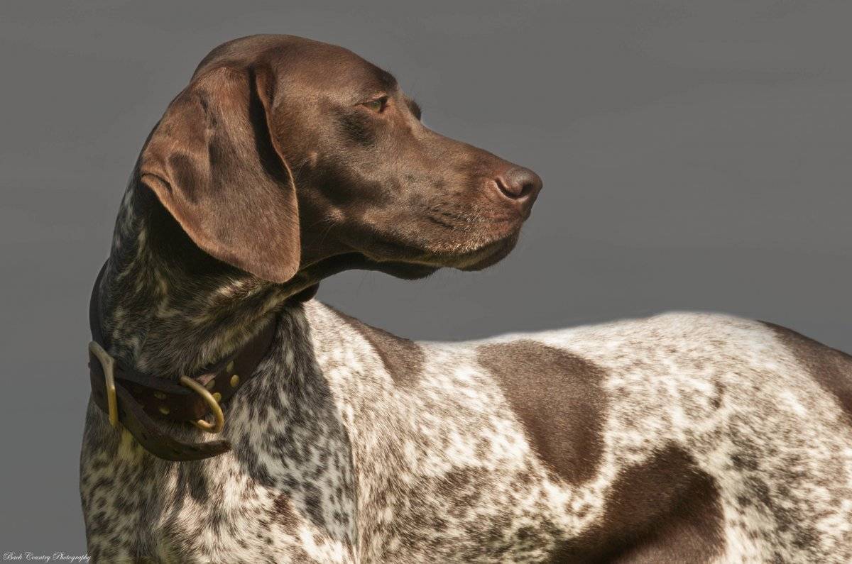 Собака немецкий курцхаар: фото, описание и содержание породы