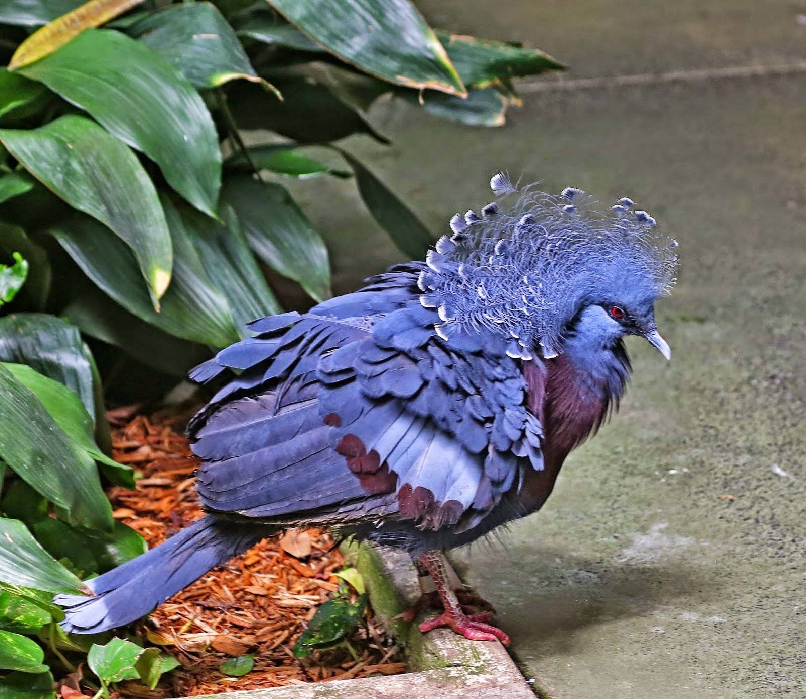 Венценосный голубь: описание породы, места обитания и интересные факты