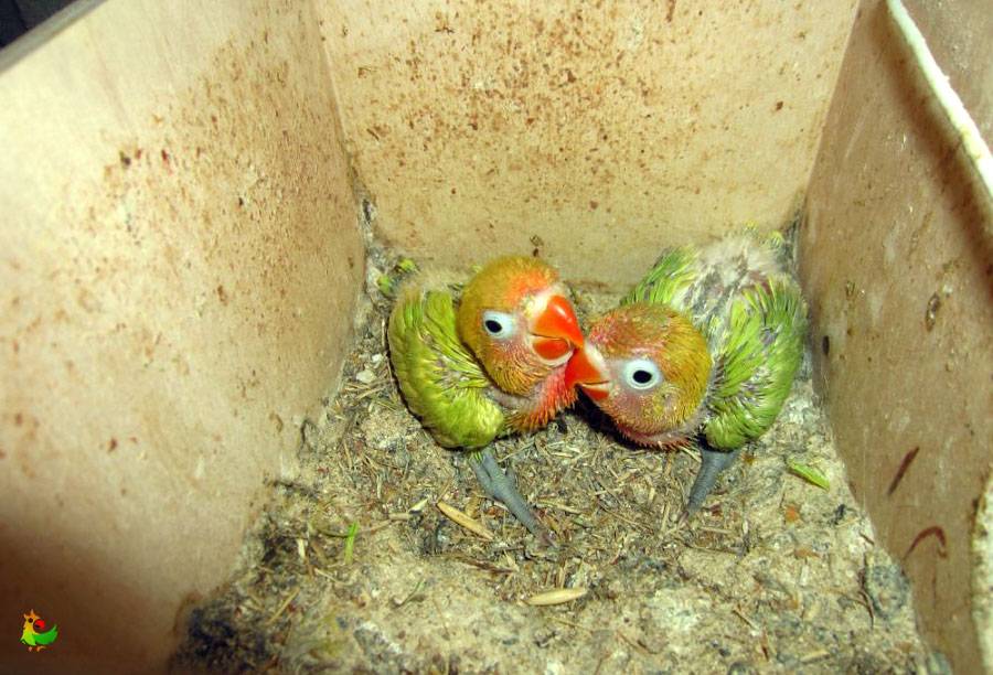 Сколько дней высиживают яйца попугаи неразлучники